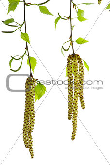 Two blossoming birch branches
