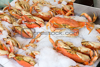 Cooked Dungeness Crabs on Ice