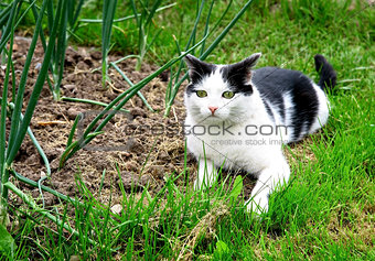 Black white cat hunting in the summer garden