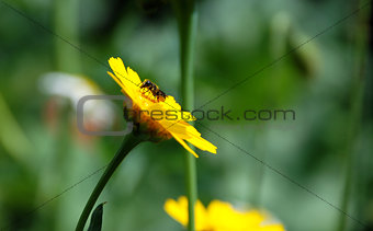 Heriades truncorum bee on a corn marigold