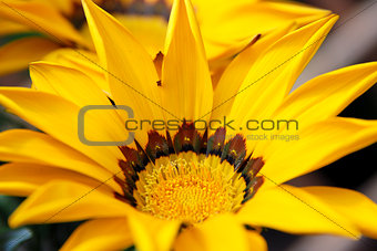 Gazania flower with bright yellow petals