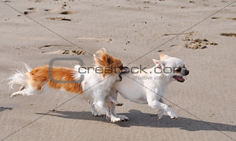 fighting chihuahuas on the beach