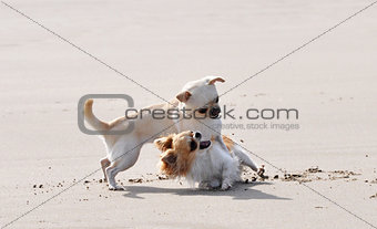 fighting chihuahuas on the beach
