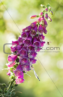 Purple foxglove with insects in evening sun