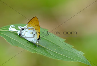 Fluffy Tit butterfly (Zeltus amasa)