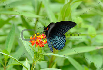 Great Mormon butterfly (Papilio memnon)