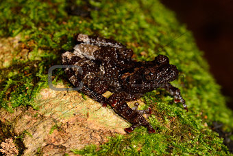 Chantaburi Warted Treefrog (Theloderma stellatom)