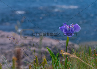 Close up of blue flower on the ocean's shore