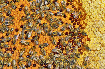 bees on honeycomb frame