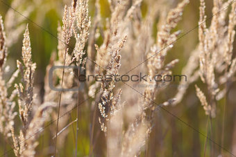 Field with grass in August