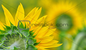 back side of sun flower