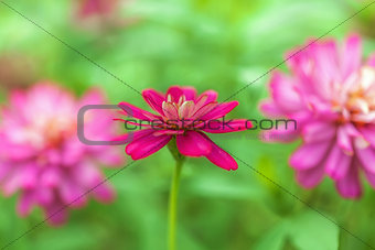 Vivid magenta flower in the garden