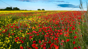 Red poppies in yellow rape seed field