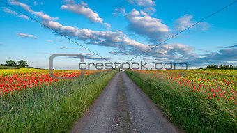 Red poppies in yellow rape seed field