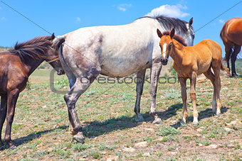 horse mother and foal