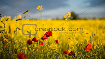 Poppies in Rape Seed Field