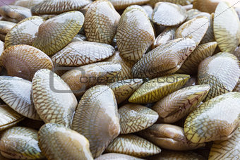 Raw Carpet clam