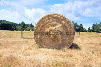Round Bales of Hay Closeup