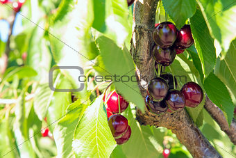 Sweet Bing Cherries on Tree Branch