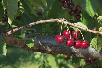 Sweet Bing Cherries on Tree