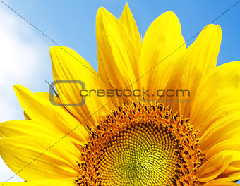 Fantastic sunflower