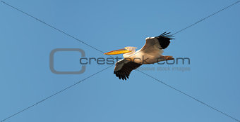 Great White Pelican flying against blue sky