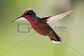 humming bird in flight