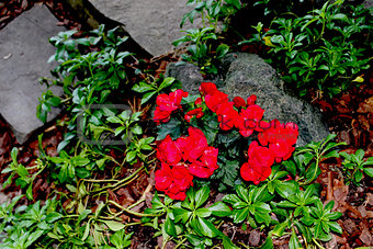 Begonia Flowers in Rock Garden