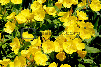 Buttercup Flowers
