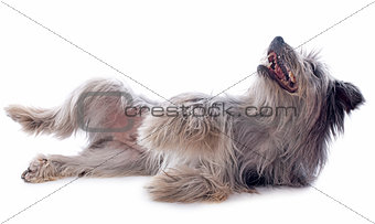 Pyrenean sheepdog 