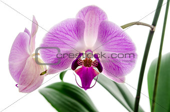 Orchid flower closeup