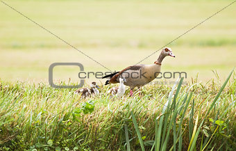 Egyptian goose with ducklings
