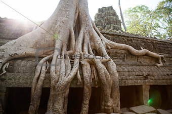 Ta Prohm Temple, Angkor, Cambodia 