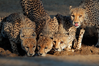 Cheetahs drinking water