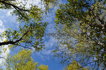 The sky with clouds through the green foliage of trees