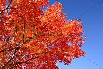 Fall Foliage in Nagoya, Japan