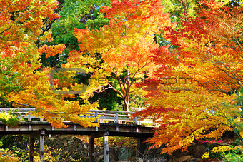 Fall Foliage in Nagoya, Japan