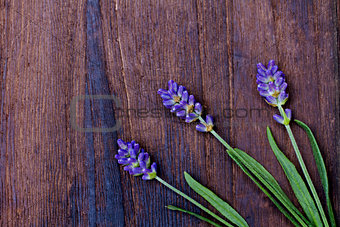 branches of a lavender