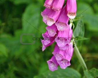 Foxglove with green background