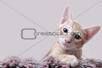Cute kitten playing on carpet