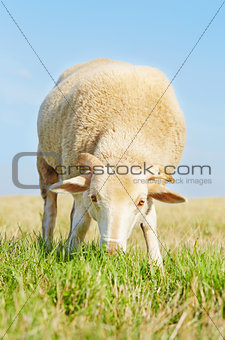 Cute young ram eating grass