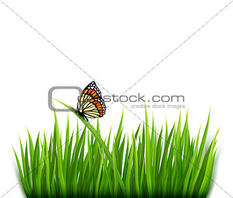 Nature background with green grass and a butterfly. Vector. 