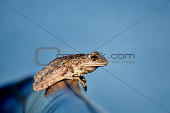 Tree Frog on an airboat's seat