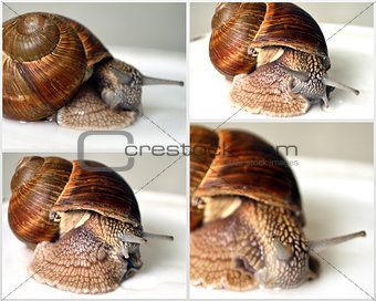 collage grape snails
