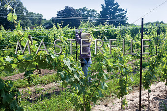 Working in organic vinyard