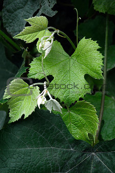 young shoots of grapes
