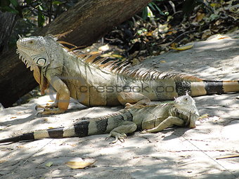 Iguana in Mexico