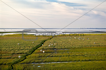 sheep on the swamp mood by north sea