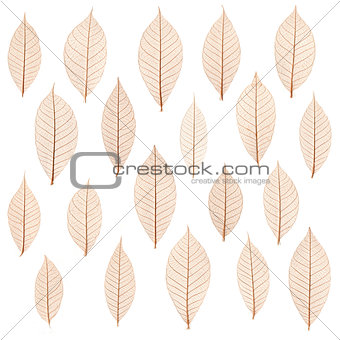 transparent leaf