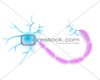 Neuron or nerve cell